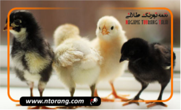 بررسی نژادهای جوجه گوشتی یک روزه
